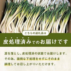【令和8年3月頃発送】島らっきょう1ｋｇ(皮処理済）