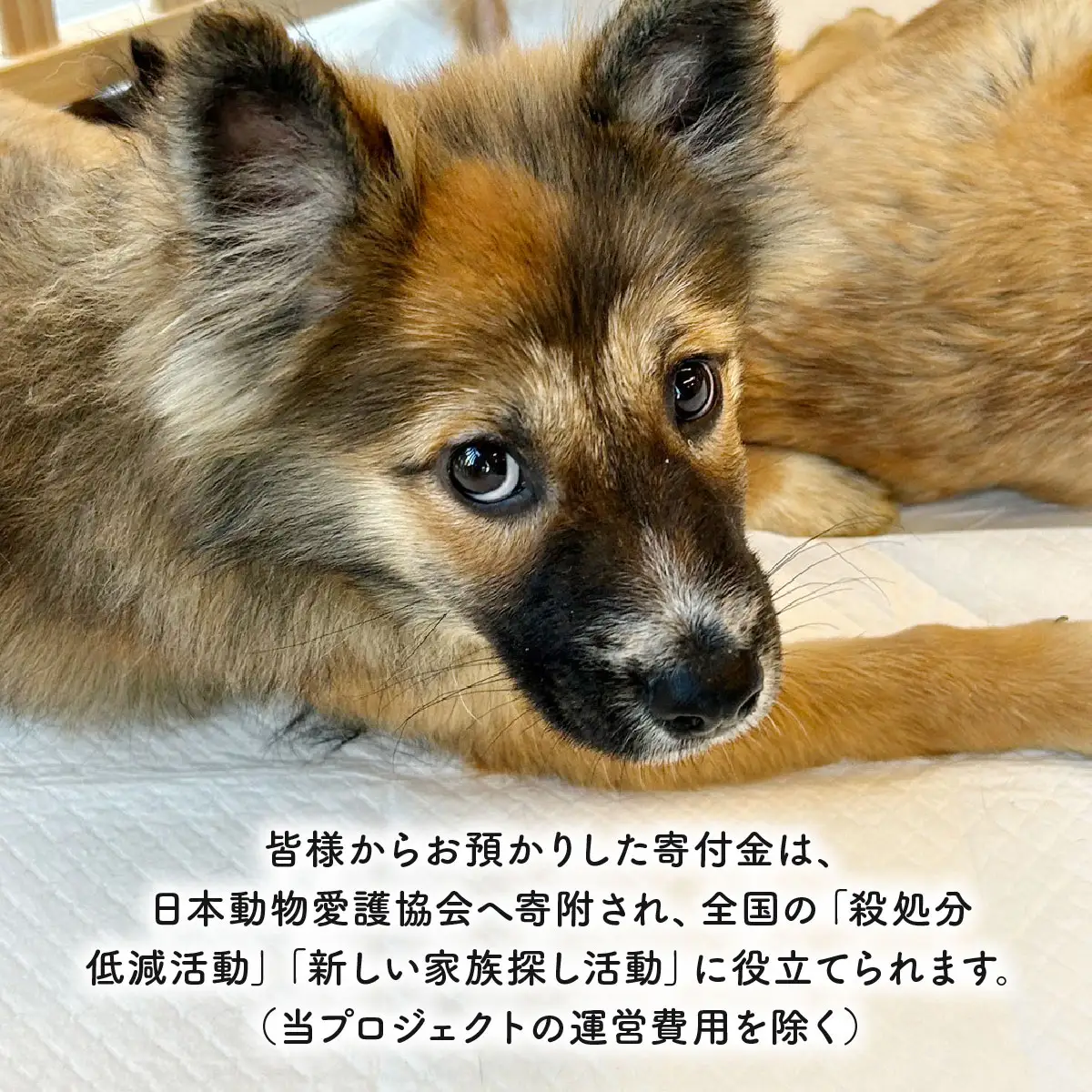 日本動物愛護協会殺処分低減活動への寄附【犬猫殺処分ゼロ】（返礼品なし）【MRI-AiD】【寄付額：100万円】【pr-0902-10】