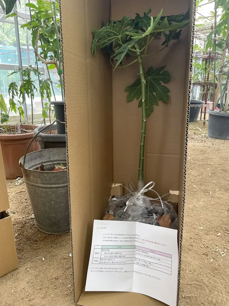 【先行予約】上郡町産 パパイヤの苗木 | パパイヤ 植物 トロピカル フルーツ 家庭菜園 兵庫県 上郡町