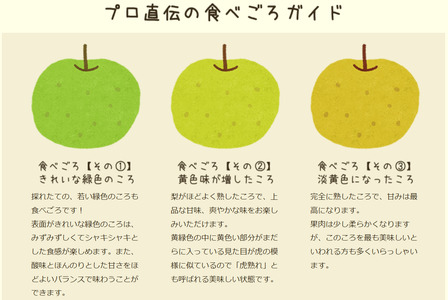【2026年 先行予約】二十世紀梨 3kg 進物用｜鳥取 山根農園 梨 2026年収穫後【41064】