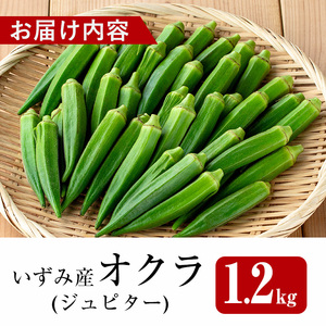 いずみ産 オクラ 新たな品種・ジュピター 1.2kg 【イーサイドライン】 i1216-B