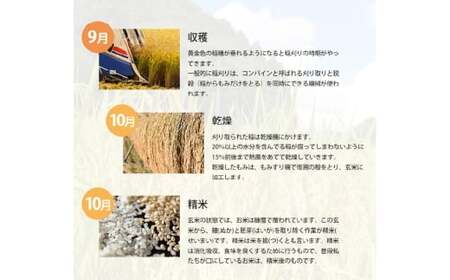 【令和7年産】 あけぼの 5kg 精米 【2026年8月下旬まで発送予定】 5kg×1袋 お米 米 コメ ご飯 ごはん ゴハン 白ご飯 白米 1袋 アミロース