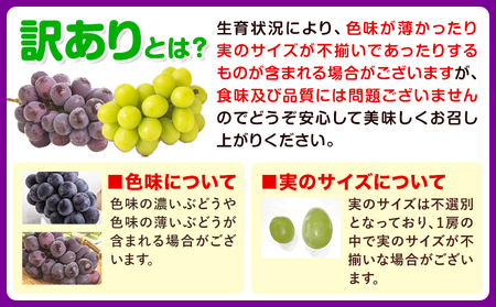 訳あり シャインマスカット 約1.8kg(2~4房) 株式会社日本植生グループ本社 NISSHOKU FARM《9月下旬-12月末頃出荷》葡萄 ブドウ ぶどう 浅口市 【配送不可地域あり】 (離島)