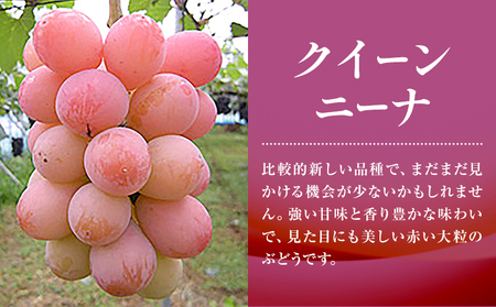 特選 大粒 ぶどう 3種 セット 約2kg ( 3房 ) シャインマスカット ピオーネ クイーンニーナ 株式会社日本植生グループ本社 NISSHOKU FARM《9月下旬-12月末頃出荷》ブドウ 送料無料 岡山県 浅口市 【配送不可地域あり】 (離島)