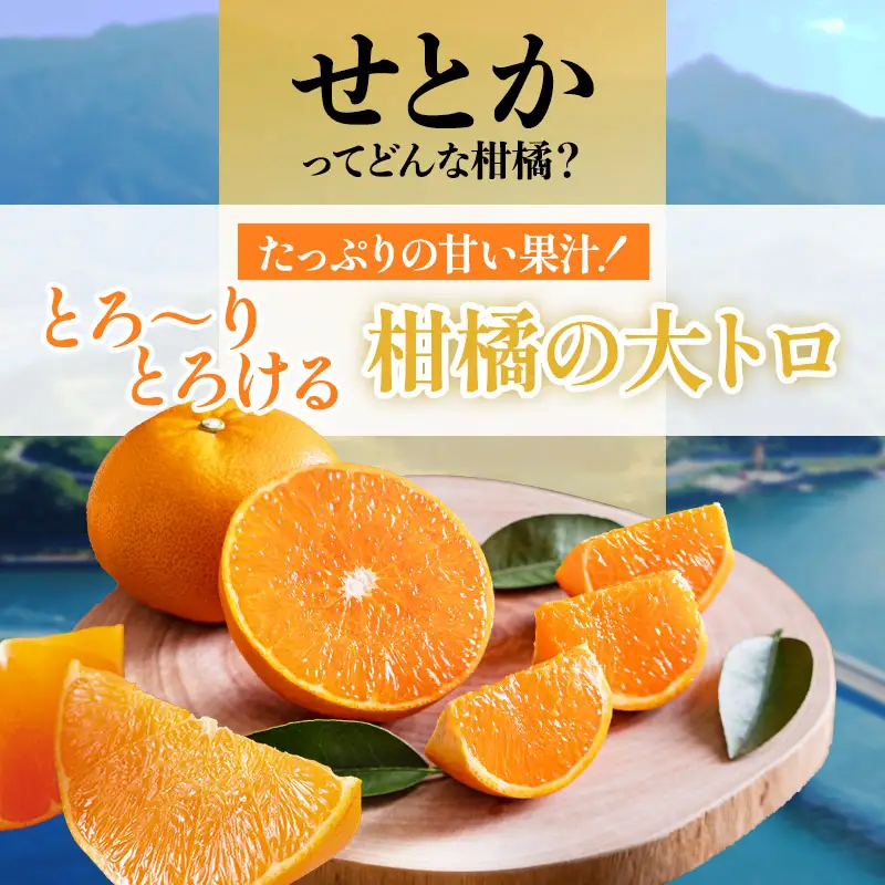 【先行予約】せとか（1kg）