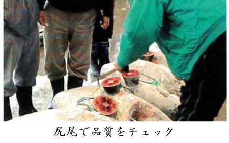 三崎マグロ 卸問屋カネシメ の 本鮪 中トロ 600g M070-005 冷凍 マグロ