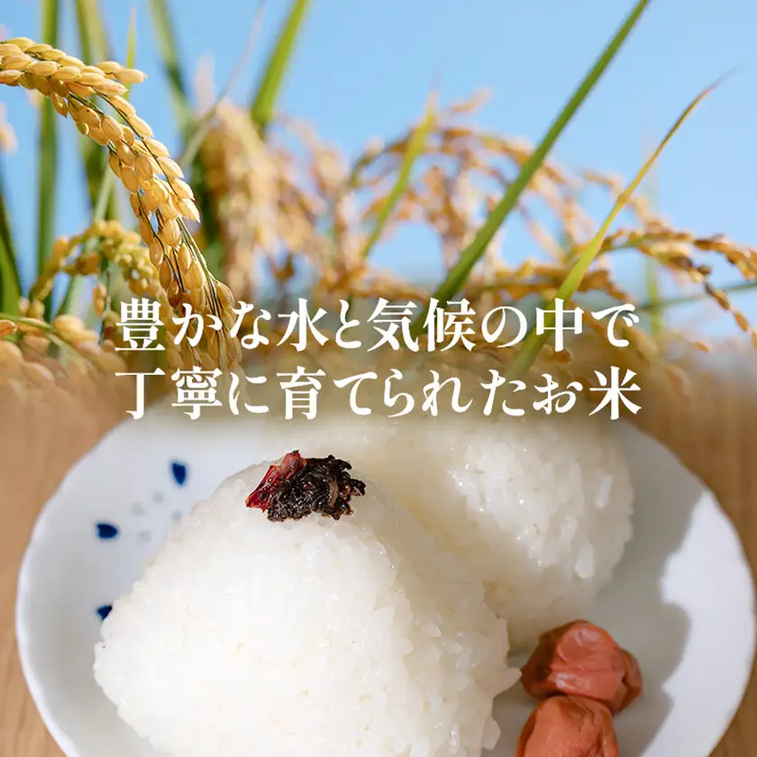 長野県産 越百黄金米(精米)5kg【1575178】
