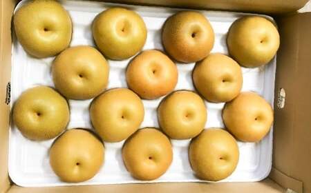 浅岡農園の梨 約5kg 梨 なし ナシ くだもの 果物 フルーツ 果実 和梨 豊水 秋月 新高 甘太 大分県 九重町 【2回定期便 2026年9月･10月発送】