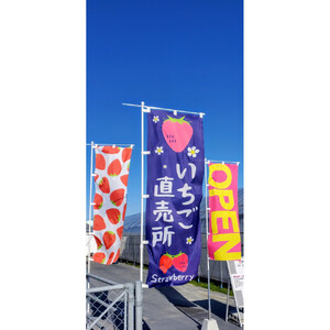 いちご狩り 大人2名 4品種栽培