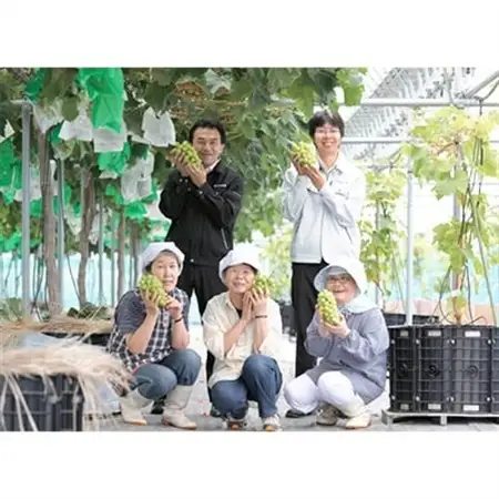 【2026年　秋発送分】～シャインマスカット～　2～3房(約1.1kg)Domaine MARUTA【配送不可地域：離島】【1048875】