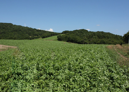 干し大根（ 太切り ） 40g×10袋 / 千切り 煮物 炒め物 漬物 サラダ 岩手県 遠野産 青首大根 高原大根 道の駅遠野風の丘  菊池農産