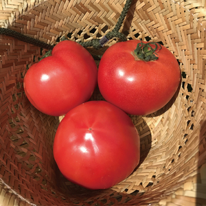 【10ヶ月定期便】★毎月下旬発送★身体が喜ぶ季節の野菜 10～12品目｜野菜 やさい 野菜セット セット 詰め合わせ おまかせ 定期便 野菜定期便 茨城県 行方市(BI-111)