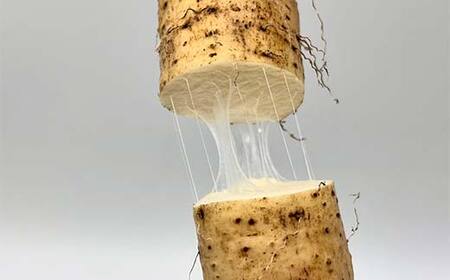 自然からのやさしい贈り物 天栄自然薯2本 贈答用にも 山芋 芋 イモ 根菜 福島県 天栄村 F21T-462