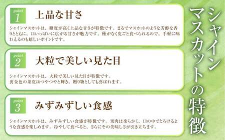 岡山県産 シャインマスカット 晴王 約1kg（500g×2房） 【2026年8月下旬～11月下旬迄発送予定】 果物 くだもの フルーツ ぶどう ブドウ 葡萄 マスカット