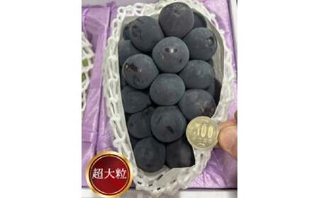 ぼっけえ大粒 ニューピオーネ 1房（800g以上） 化粧箱入り 【2026年9月上旬～10月上旬迄発送予定】 ぶどう ブドウ 葡萄 ピオーネ 果物 くだもの フルーツ 冷蔵 国産
