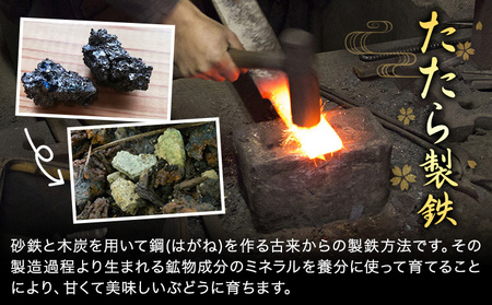 たたらみねらる ほほえみ 約1.3kg　シャインマスカット