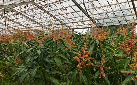 マンゴー 久米島赤鶏牧場 完熟！冷凍ミニマンゴー1kg（9～12玉） アーウィン