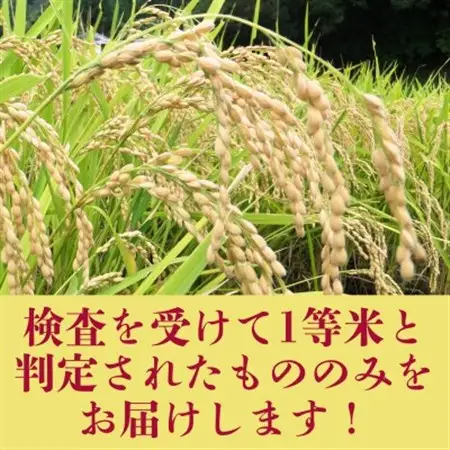 【令和7年産米】大阪府豊能町産　キヌヒカリ　精米5kg　生産者限定米【1706505】