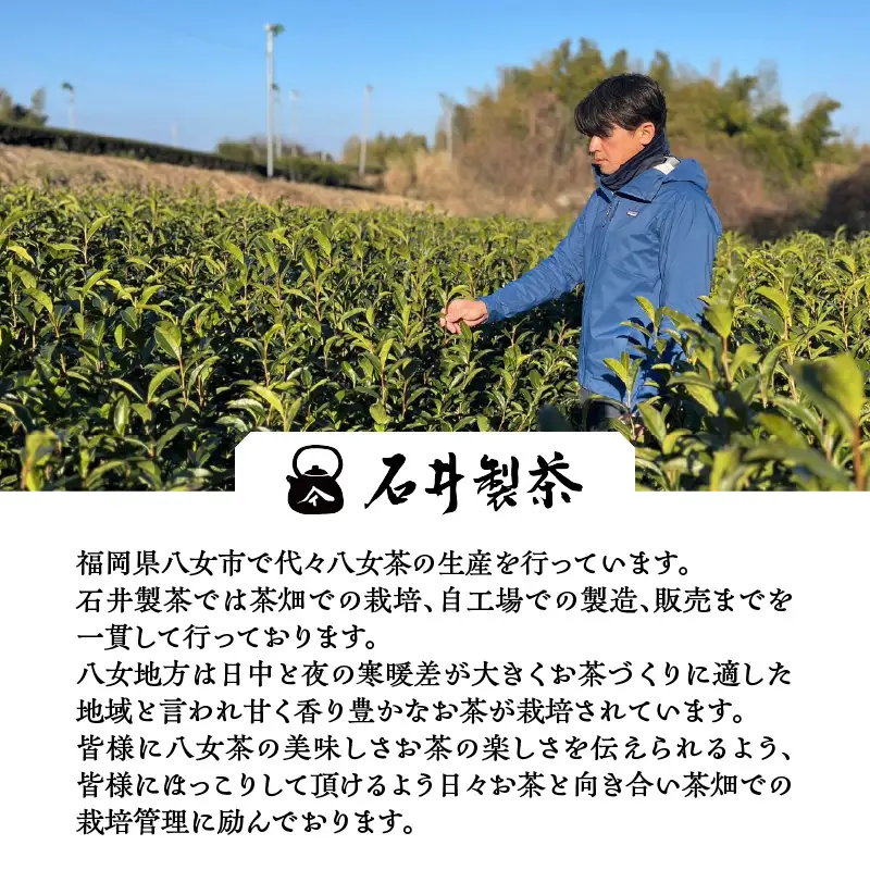 八女緑茶ティーバッグ2g×50包×3袋【メール便】 日本茶 国産 緑茶 ティーバック 八女茶 冷茶 ホット 一貫生産 福岡県 八女市 ポスト投函 簡易包装 訳あり 209-006