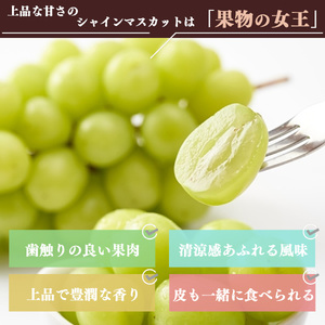 【令和８年分 先行予約】シャインマスカット 約1kg《山本観光ぶどう園》