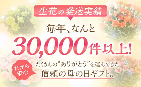 《母の日までにお届け》マンデビラ リオ 3色MIX フェンス仕立て 花 花 鉢植え 鉢 鉢花 花 観葉植物 植物 5号鉢 人気 おしゃれ かわいい 母の日 プレゼント 贈り物 贈答 ギフト 冬 フラワーギフト 母の日 ありがとう お母さん 母 記念日