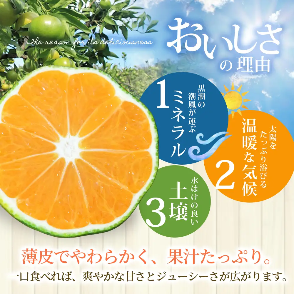 みかん 由良早生みかん 約7kg【nkmr0021】