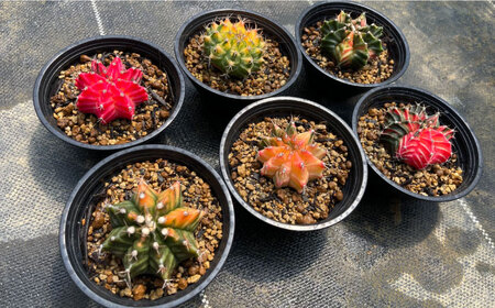 ギムノカリキウム ミハノビッチ 6株 Gymnocalycium mihanovichii 長与町/アグリューム[EAI279]