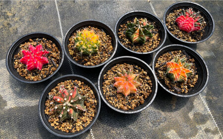 ギムノカリキウム ミハノビッチ 7株 Gymnocalycium mihanovichii 長与町/アグリューム[EAI280]