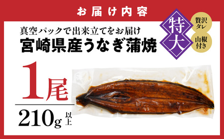 【父の日】宮崎県育ちの【特大】うなぎ蒲焼1尾210g以上≪山椒・たれ付≫≪6月18日～21日お届け≫〔11-M301-FG〕_(都城市)  特大うなぎ蒲焼(有頭) 宮崎県産 真空 山椒・たれ付