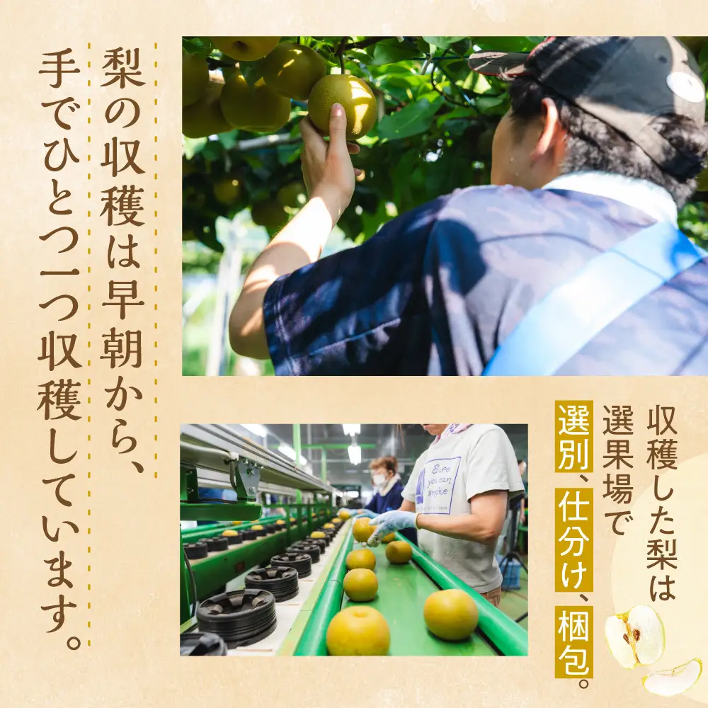【先行予約・2026年8月25日～9月10日に発送】呉羽梨（くれはなし）5kg箱