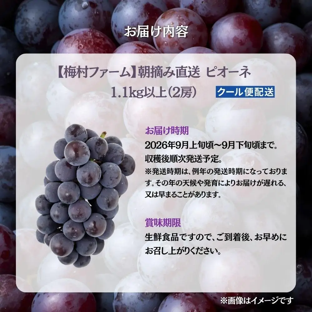 【2026年発送分 先行予約】【梅村ファーム】朝摘み直送 ピオーネ（2房入り 1.1kg以上）【030-a020】