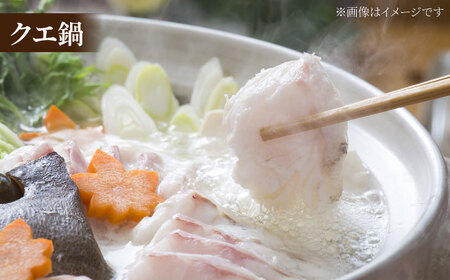 【幻の超高級魚をご家庭で】養殖 クエ まるごと 1.5kg×1尾【豊建設株式会社】[RAE018]