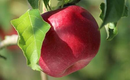 《2026年発送先行予約》紅玉 約1.8kg 秀 紅玉 林檎 リンゴ 果物 くだもの フルーツ 山形県産 F4A-1006