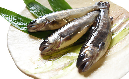 西塚農場産 岩魚冷凍30尾(腹抜き)