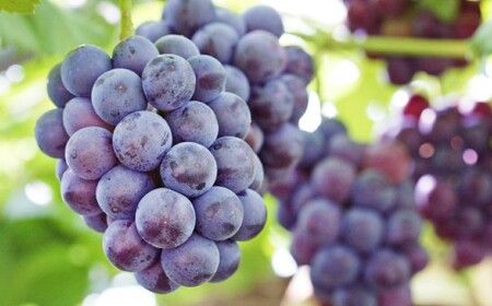 岡山県産 ニューピオーネ 2房 （1房600g以上） 化粧箱入り 【2026年8月下旬-10月上旬迄発送予定】 ／ 葡萄 ぶどう 果物 果実 フルーツ 種なし 岡山県 美咲町 冷蔵