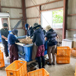 【先行受付】新生姜 4kg 水洗いのみ 生姜 生姜湯 ジンジャー しょうが ショウガ 4キロ 野菜 旬 季節限定 佃煮 甘酢漬け ジンジャーエール サラダ 新鮮 温まる 温活 冷え対策 国産 高知県 土佐清水市 高知【R01554】