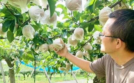 ≪先行受付≫ 福果園の樹上完熟梨 農家直送品種おまかせ（3kg程度）5～9玉 【2026年9月上旬～9月下旬 発送予定】