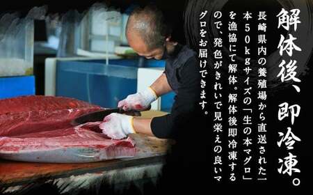 【ふるさと納税】訳あり 長崎県産 本マグロ 大トロ・中トロセット 皮付き 部位おまかせ 計約800g お魚 魚 まぐろ マグロ 鮪 トロ 大トロ 中トロ 養殖 国産 冷凍 お刺身 刺し身 刺身 赤身 800g セット 詰め合わせ おまかせ