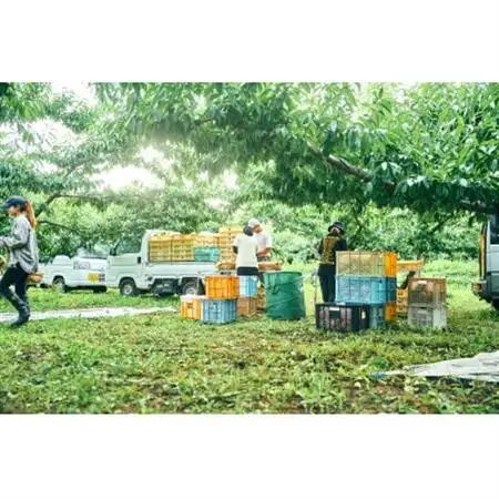 【2026年7月発送開始】桃の産地山梨からお届け　ピーチ専科ヤマシタの桃　1kg【配送不可地域：離島】【1707808】
