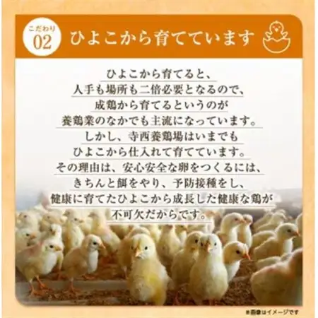 【3ヵ月毎定期便】大阪府富田林産　さしみ卵80個～90個(季節により個数・サイズが変動します)全4回【4080976】