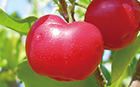 Coyori 高保湿温泉化粧水 100ml しっとり 島根県松江市/株式会社スクロール360[ALIB002]