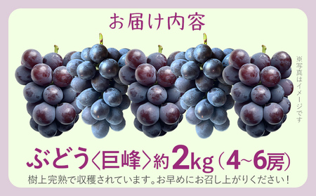 先行予約 期間限定 巨峰 ぶどう 約2kg（4～6房） 農家直送 樹上完熟 完熟 果汁 ブドウ 葡萄 果物 フルーツ 甘い ジューシー 福岡県 福岡 九州 グルメ お取り寄せ 【8月中旬頃より順次出荷予定】