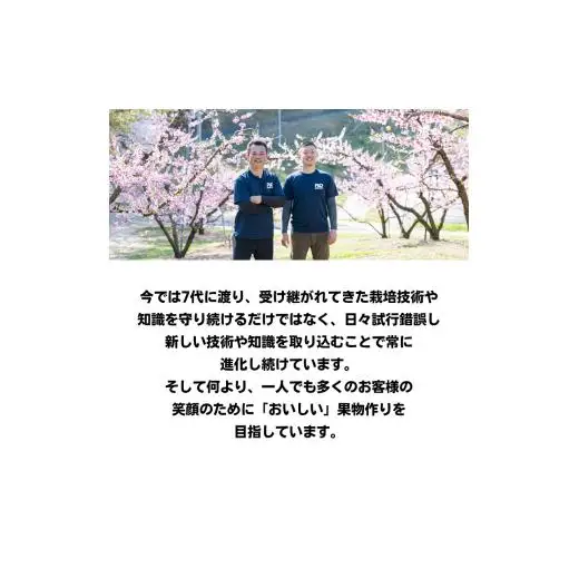 桃太郎ぶどう 1房 約500g 【先行予約 2026年8月下旬から順次発送】