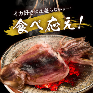 函館産 特大真いか 一夜干し 1枚 イカ 烏賊 特大 肉厚 つまみ_HD010-023