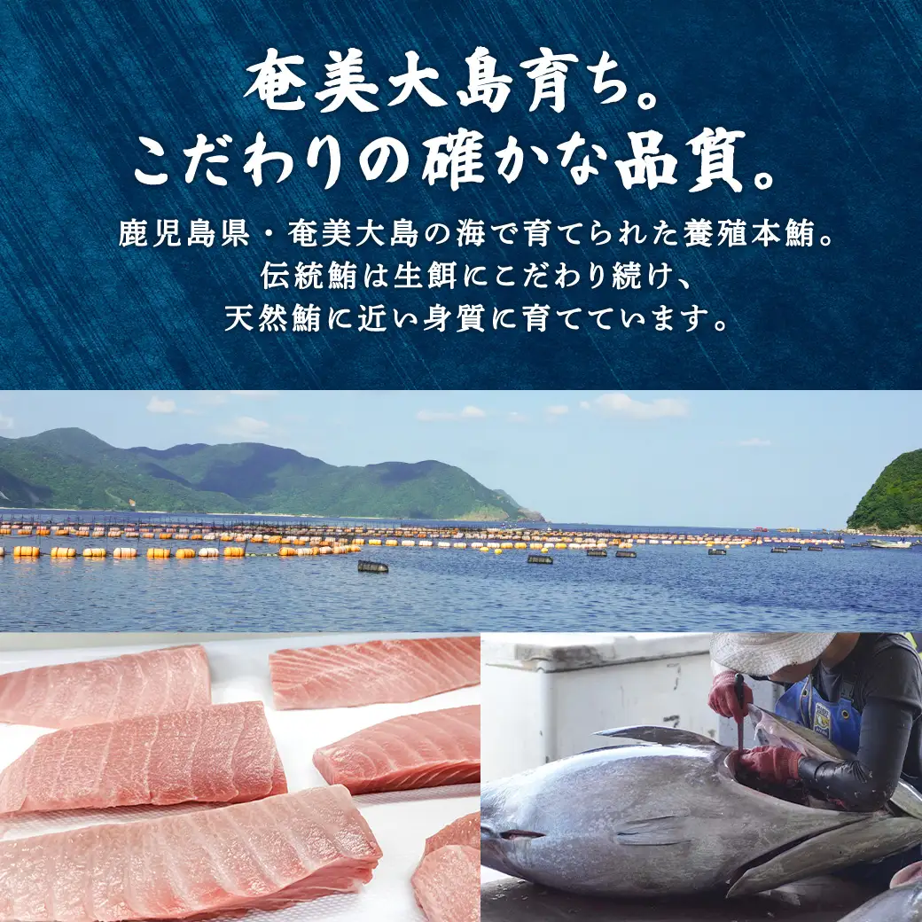 奄美大島 伝統鮪 厚切り 中トロ（2柵 各250g）セット 柵 冷凍 鮪 まぐろ 海鮮 刺し身 お刺身 さしみ 生食用 中トロ 鹿児島県 奄美大島 宇検村