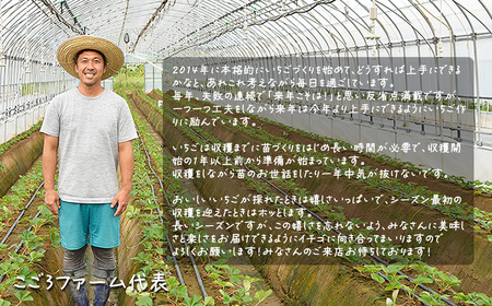 いちご 茨城県産とちおとめ 約1080g いちご