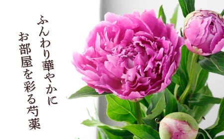 芍薬 切花 おまかせ2〜3品種 20本セット【2026年5月上旬より出荷】(Ca-001)