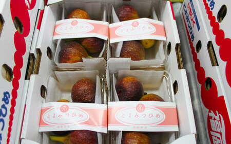 福岡県 ブランド いちじく「博多とよみつひめ」4パック フルーツ 果物 くだもの【2026年8月下旬～2026年10月下旬発送予定】
