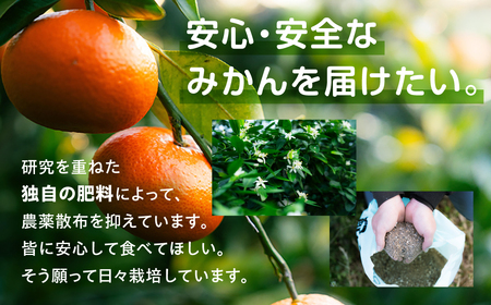 極甘みかん丸 3kg 定期便6回 温州 みかん