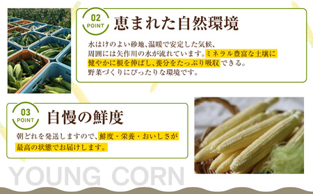 朝採れ！プレミアム味来のヤングコーン　　50本・S100